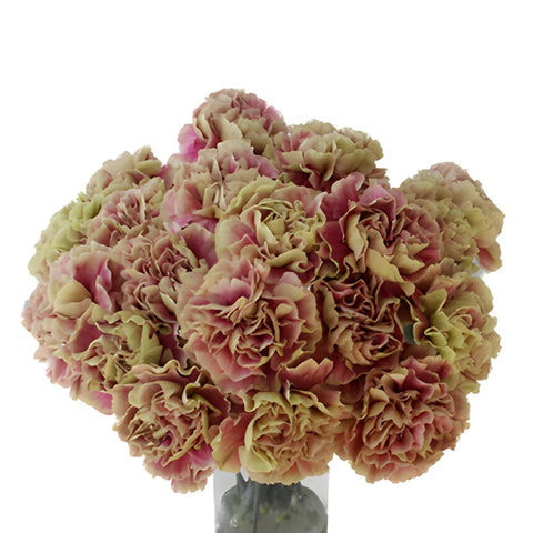 Bella Epoca Green and Pink Carnation Flowers In a vase