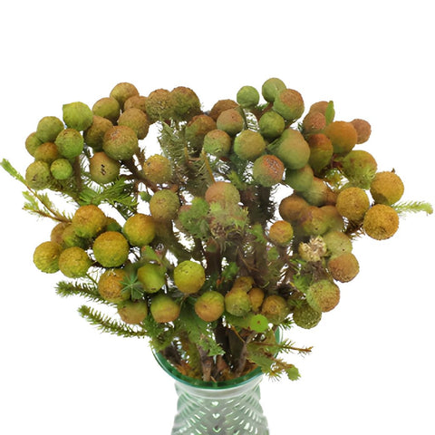 Bulk greenery berzillia baubles filler flowers for sale near me as delivery