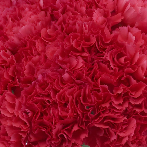 Valentines Hot Pink Carnation Flowers
