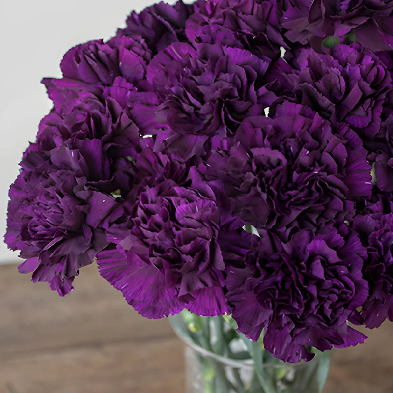 Blackish Purple Carnation Flowers In a vase Close up