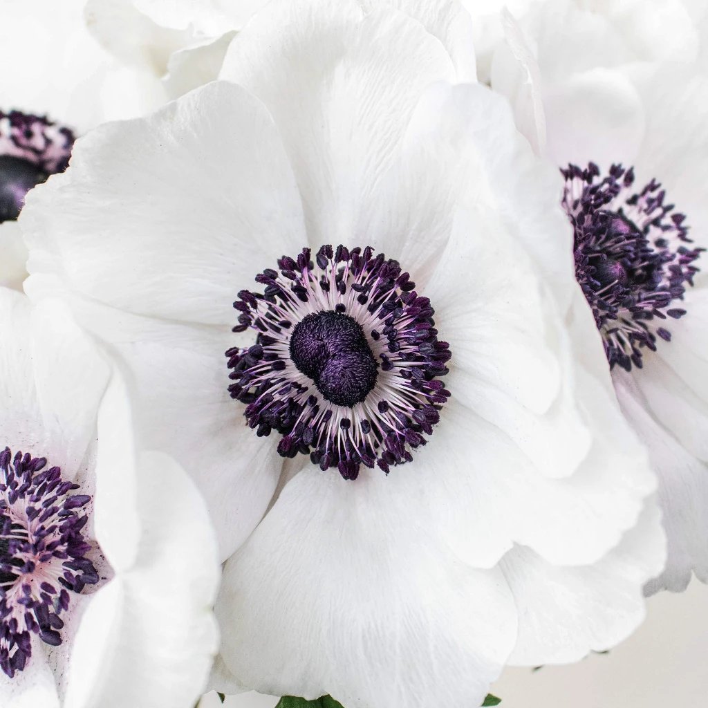 white with hint of blush anemone | wholesale flowers | fiftyflowers