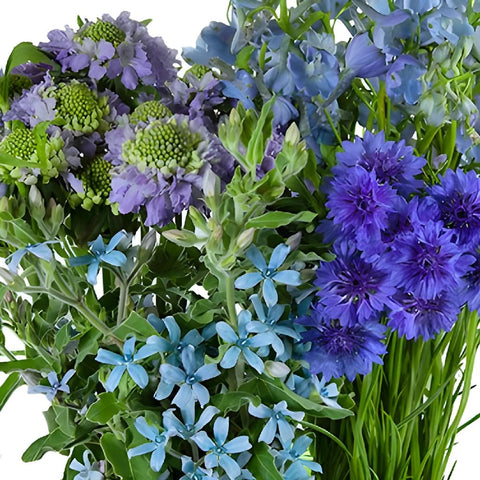 Blue Wilflower DIY Flower Kit Up Close