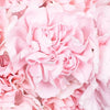 Soft Pink Fresh Carnation Flowers