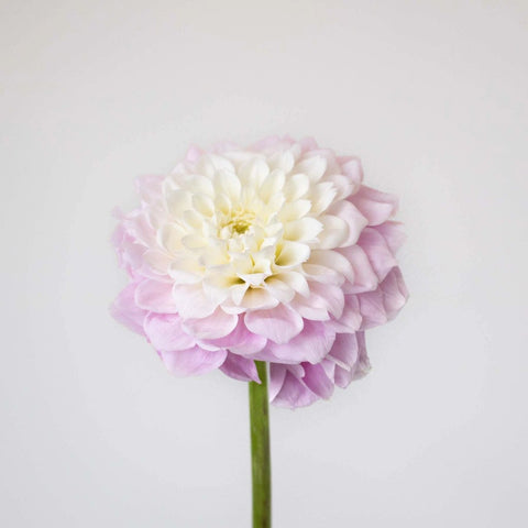 Blush Peekaboo Dahlia Flower Stem