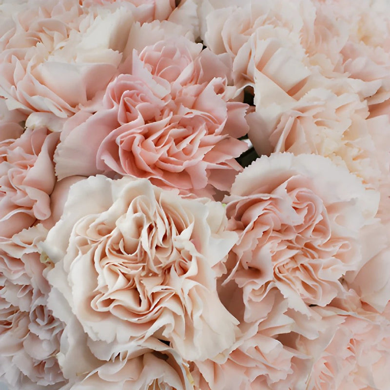 Blush Pink Marlo Wholesale Carnations Up close
