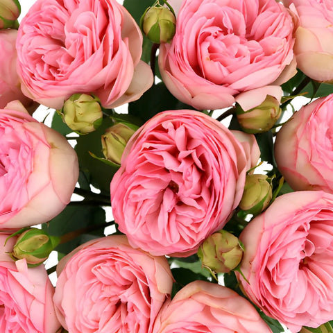Bridal Pink Peony Roses up close