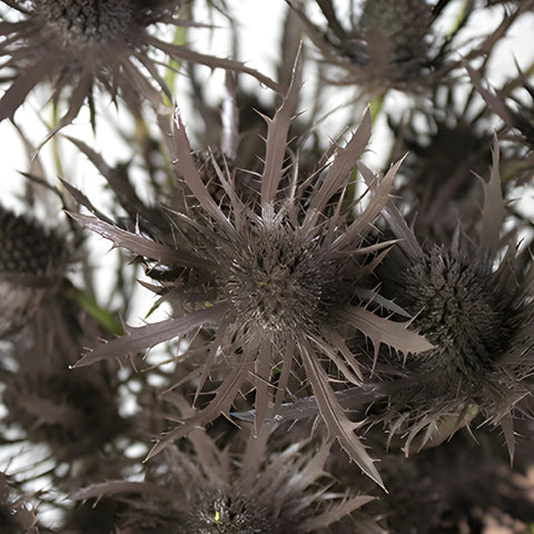 Brown Tinted Thistle Wholesale Flower Upclose