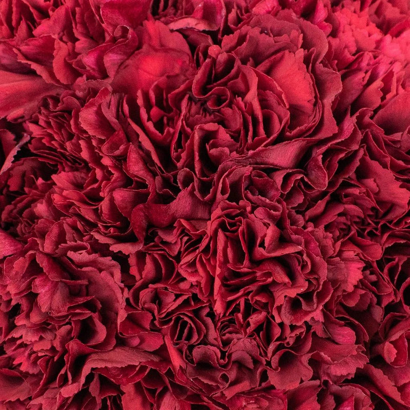 Burgundy Carnations Flower Up Close