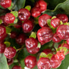Burgundy Designer Hypericum Berries