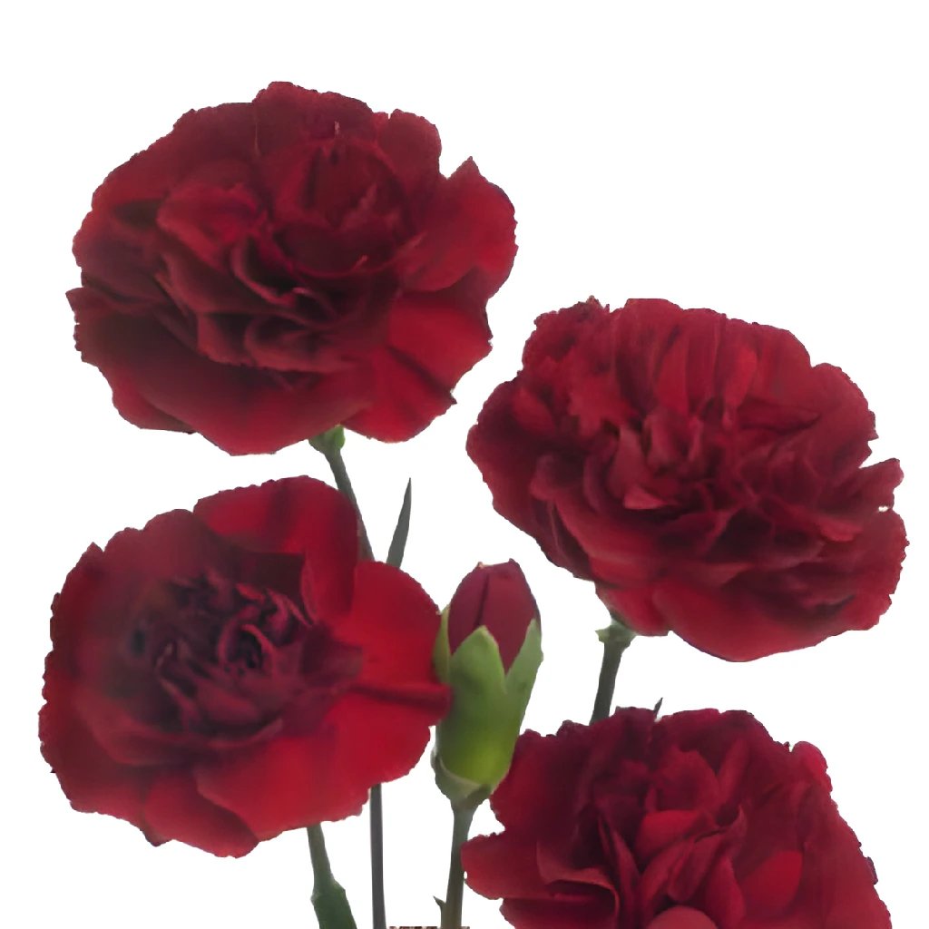 Buy Wholesale Burgundy Mini Carnation Flowers in Bulk - FiftyFlowers