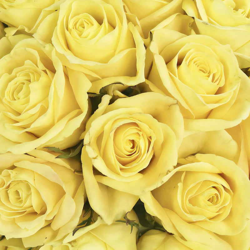 Valentines Butter Yellow Rose Special