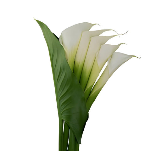 Cascading Calla Lilies and Leaf Combo