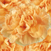 Light Orange Wholesale Carnations