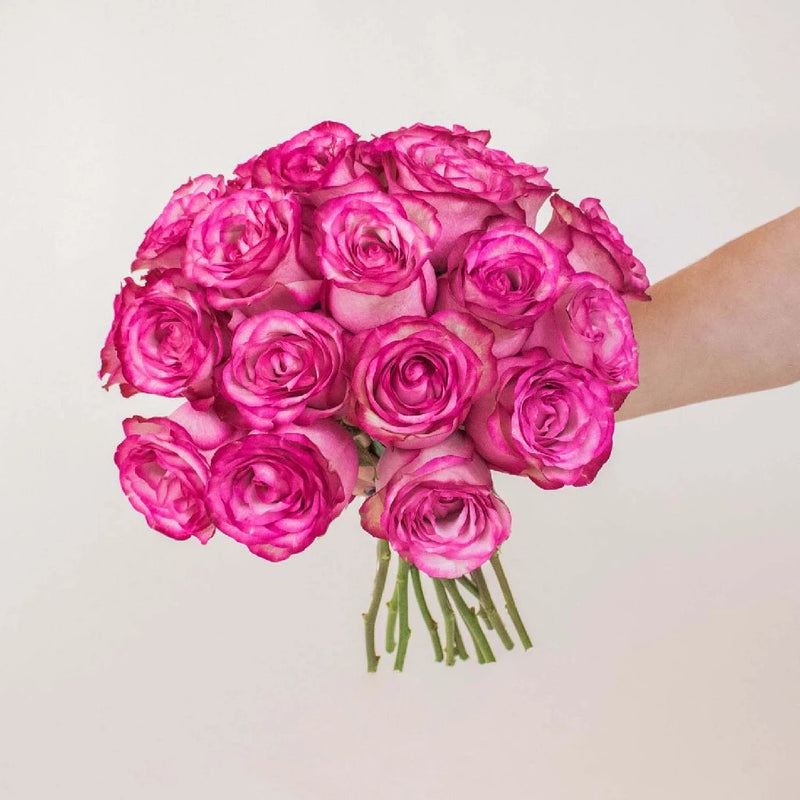 bunch of white roses with pink edge held in hand
