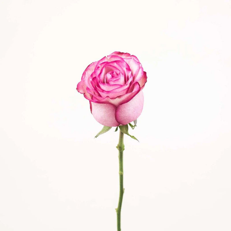 Single white rose with pink edges on stem