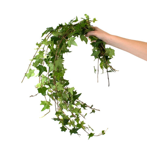 Cascading Green Ivy Greenery Bunch in Hand