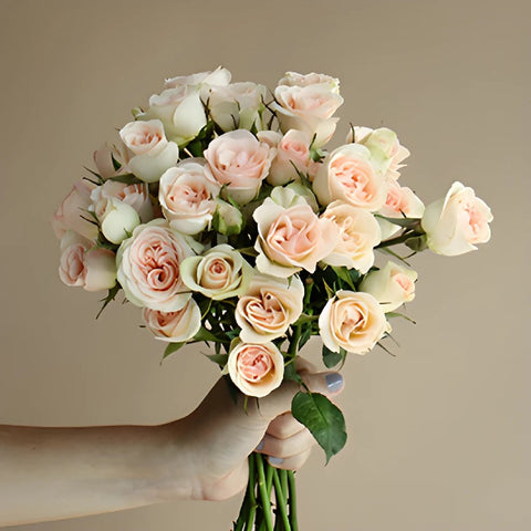 Chablis Light Pink Wholesale Rose Bunch in a hand