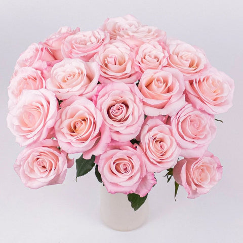 Cielo Light Pink Roses in Vase