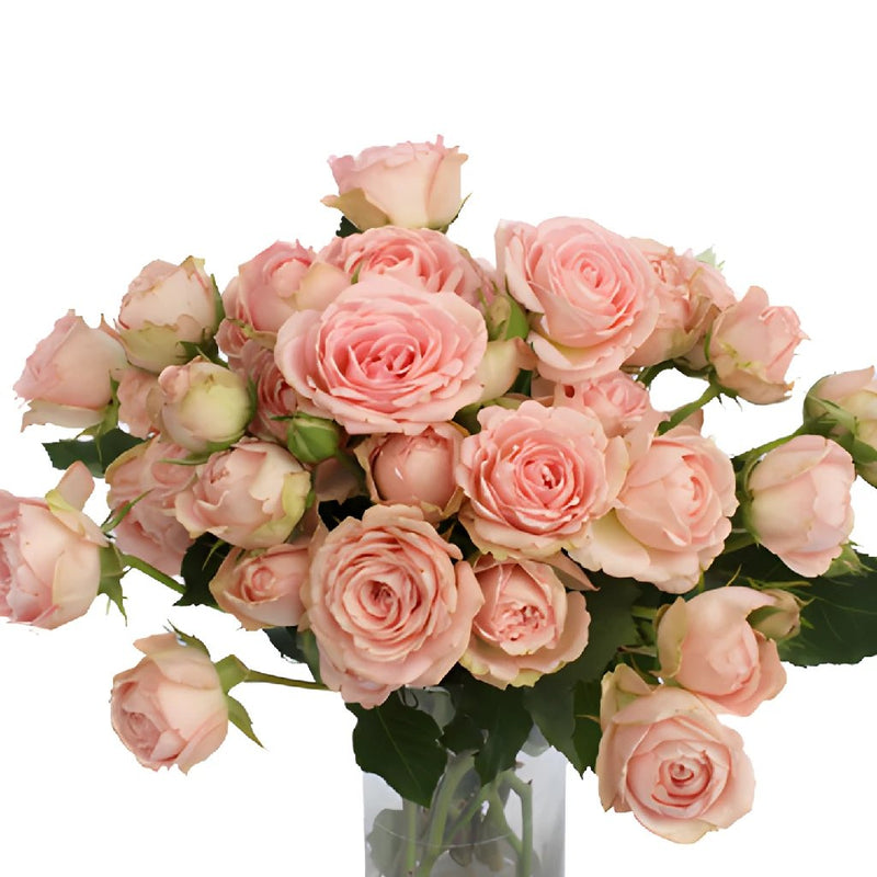 Classic Pink Garden Wholesale Roses In a vase