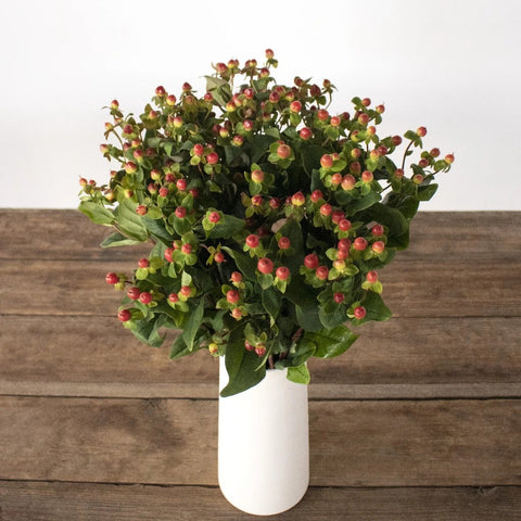 Cream and red hypericum berry for flower delivery
