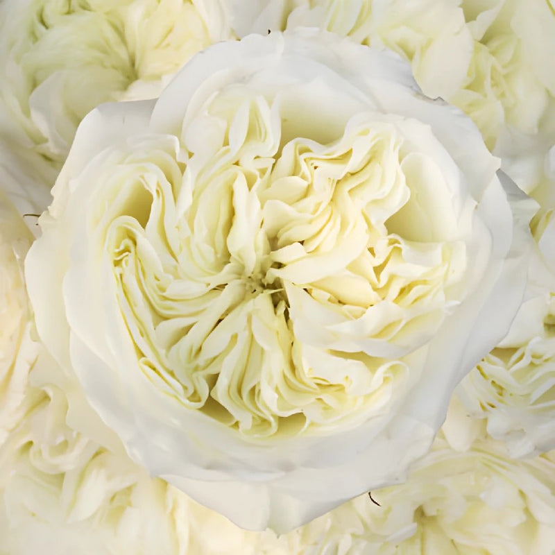 Creamy Ivory Peony Roses up close