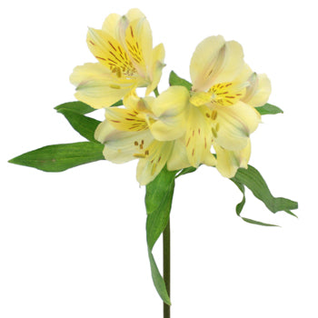 Creamy Yellow alstroemeria Wholesale Flower Stem