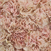 Dusty Pink Carnation Flowers