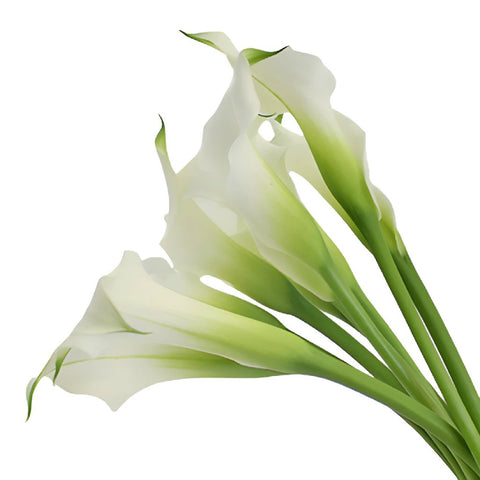 White Mini Calla Lily Flower Medium