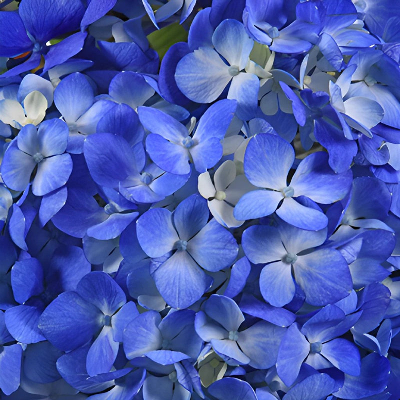 Dark Blue Hydrangea Wholesale Flower Up close