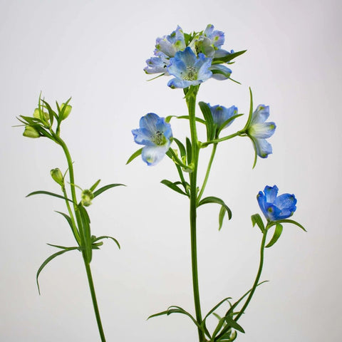 Blue Garden Delphinium Wholesale Flower Single Stem