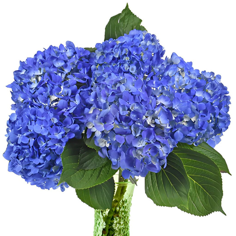 Dark Blue Hydrangea Wholesale Flower Bunch in a hand