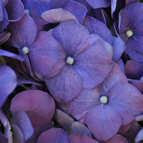 Purple Hydrangea Wholesale Flower Up close