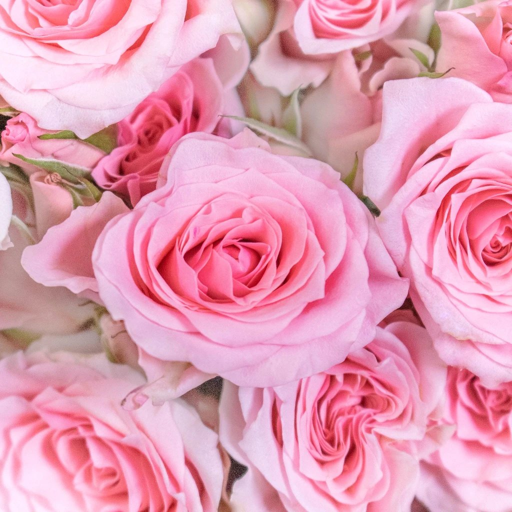 La Vie En Rose - Bloom Magic IE