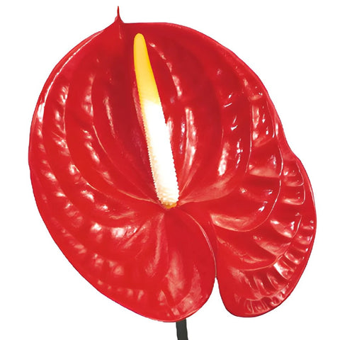 Anthurium Fire Red Tropical Flower