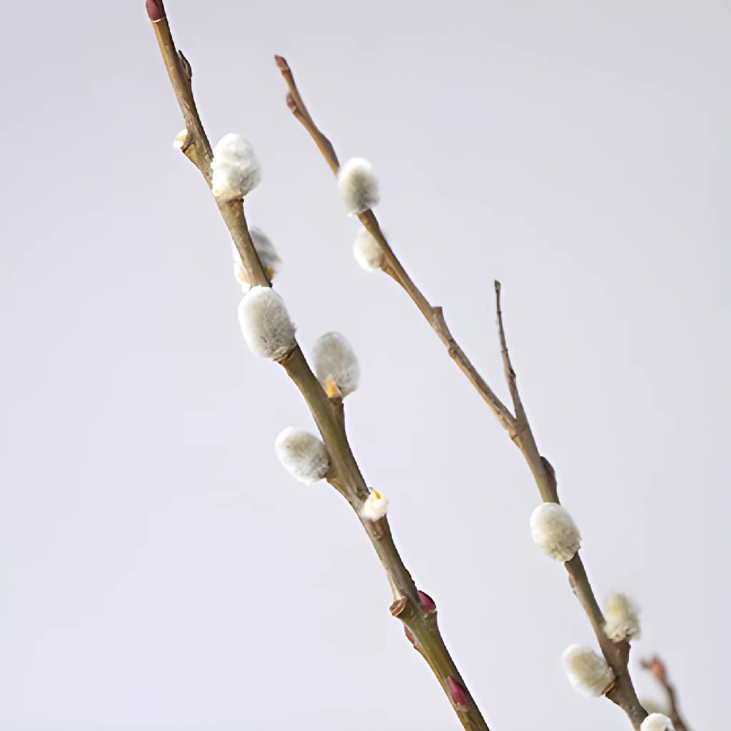 Pussy Willow Branches, 100 Stems, 3-4