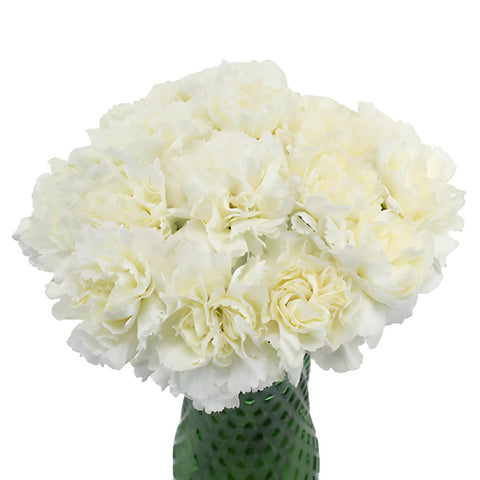 Gioele Crema Cream Carnation Flowers In a vase