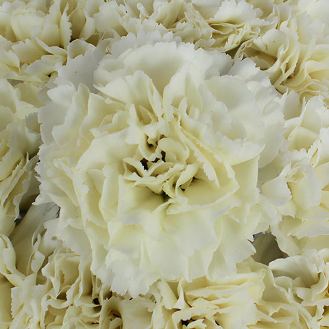Gioele Crema Cream Wholesale Carnations Up close