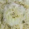 Cream Carnation Flowers