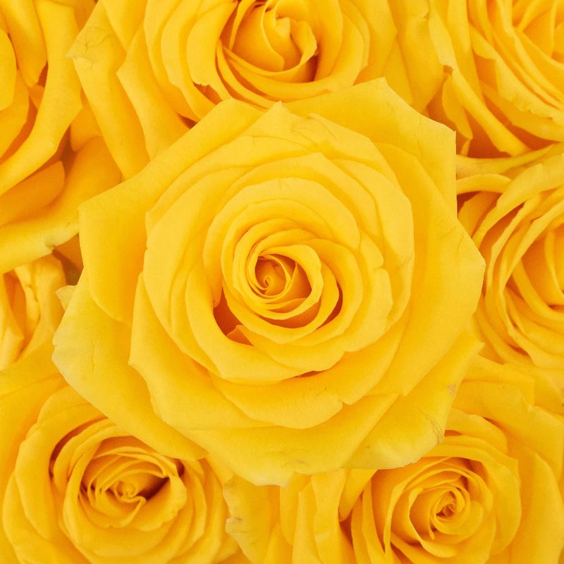 Gold Strike Yellow Rose Flower Up Close