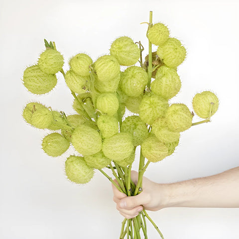 Green Asclepia Pods Flower Bunch in Hand