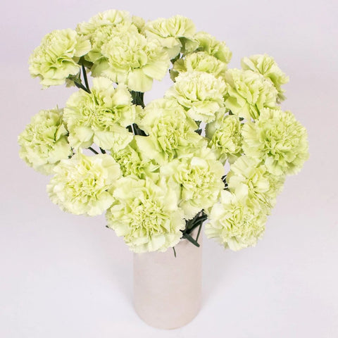 Mint Green Carnation Bunch in Vase