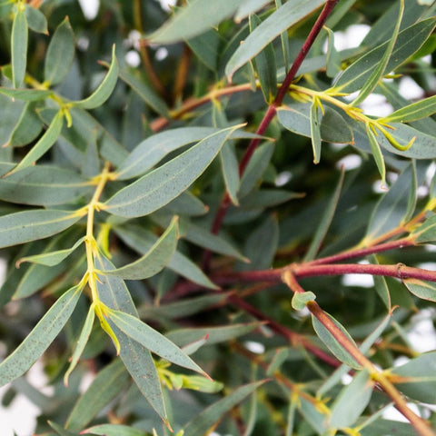 Green Parvifolia Eucalyptus Greenery Up Close