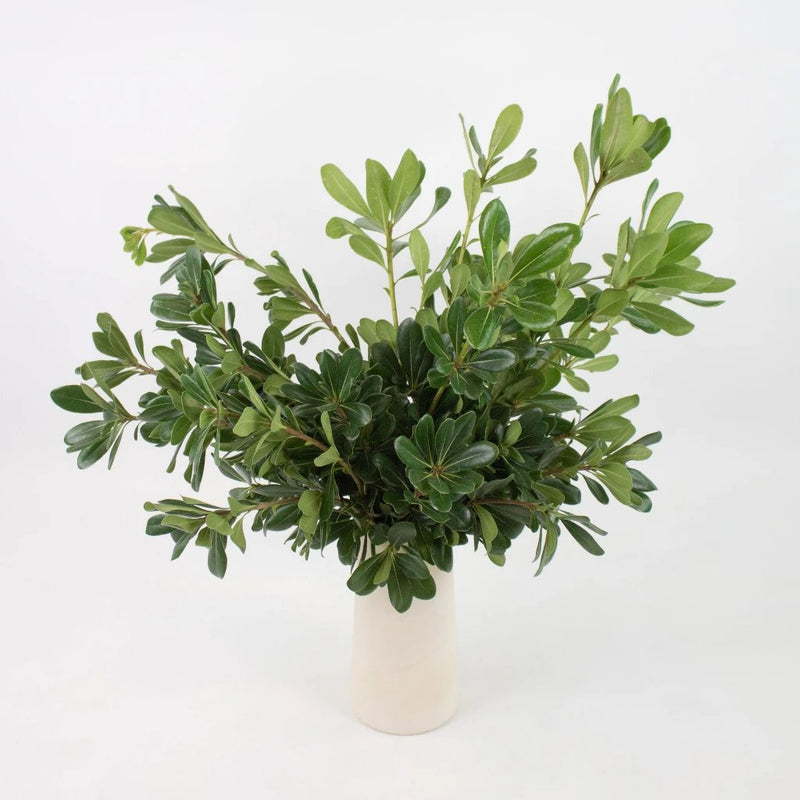 Green Pittosporum Greenery Bunch in Vase