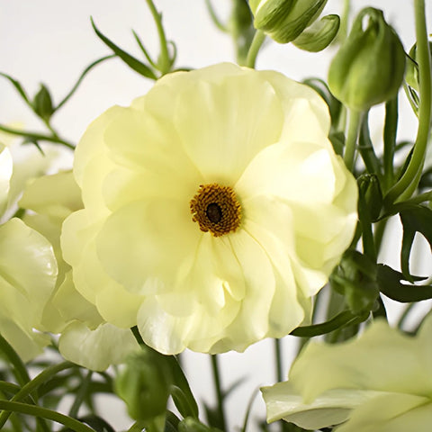 Helios Cream Pale Yellow Butterfly Ranunculus Wholesale Flower Upclose