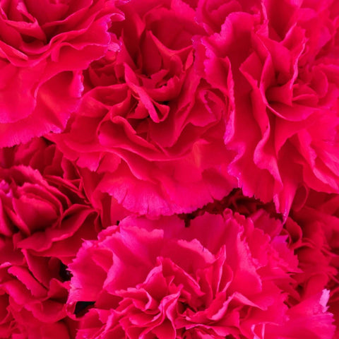 Hot Pink Carnation Flower Up Close