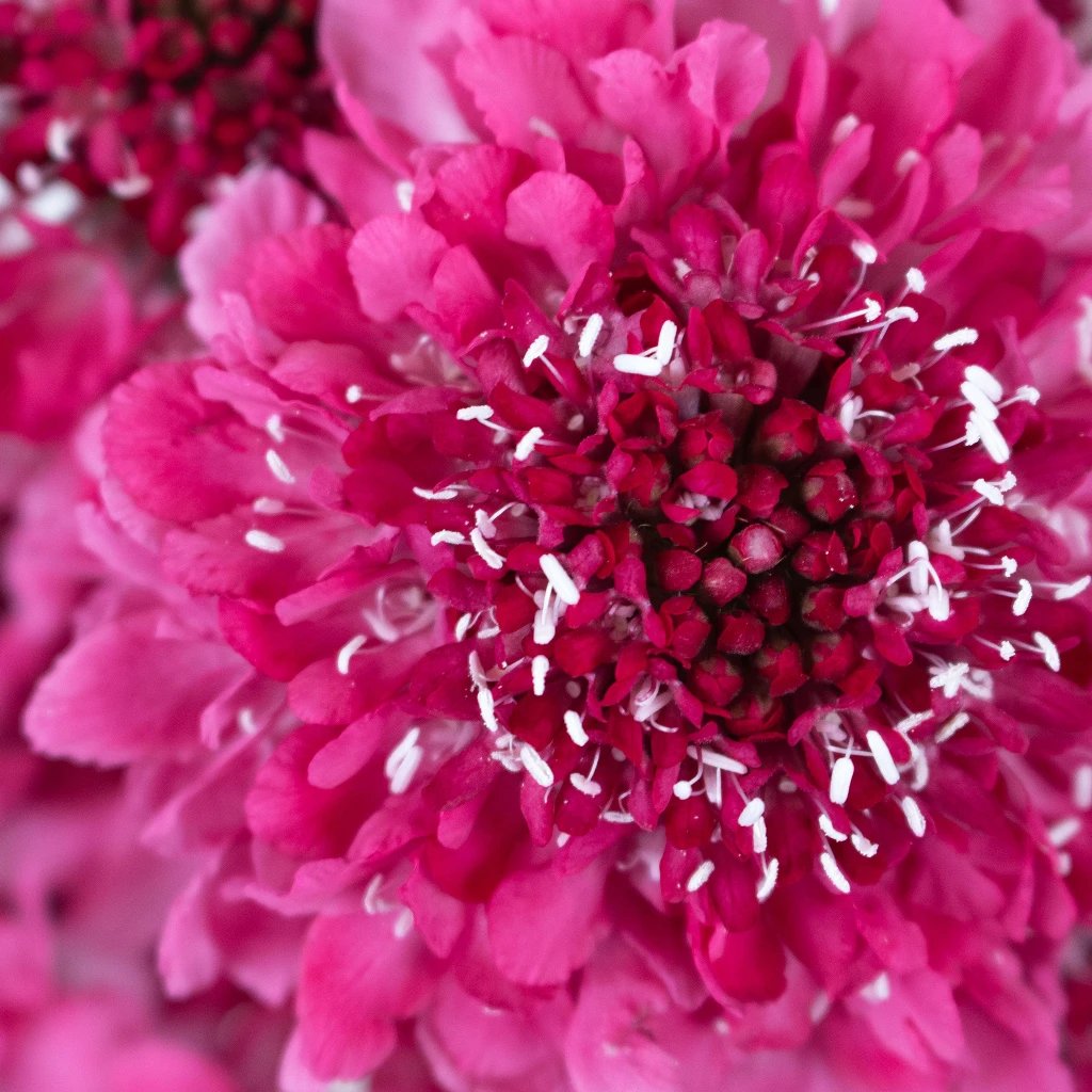 Raspberry Scabiosa Flower, DIY Wedding Flowers
