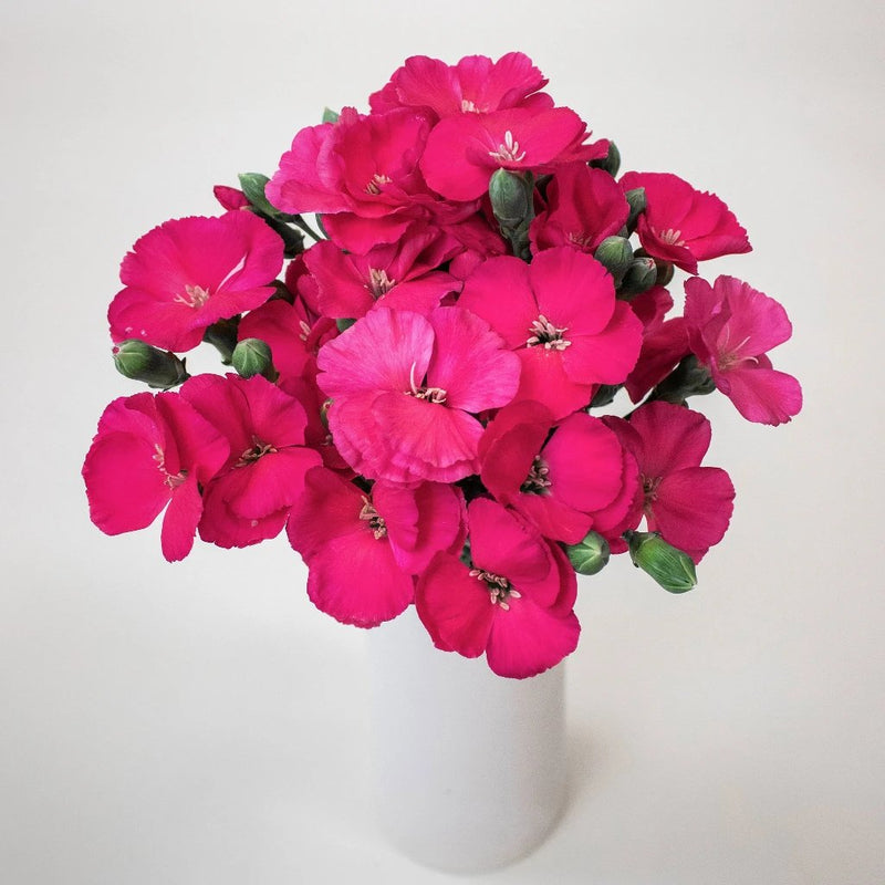Hot Pink Imre Solomio in a Vase