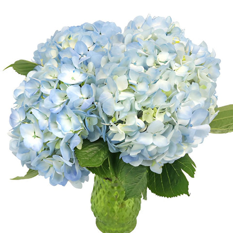 Bicolored Ivory and Blue Hydrangea Wholesale Flower In a vase