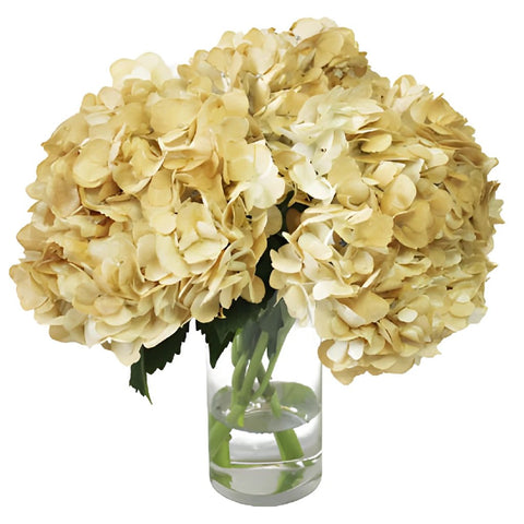 Khaki Airbrushed Hydrangea Wholesale Flower In a vase
