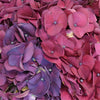 Hydrangea PurpleBerry Flower